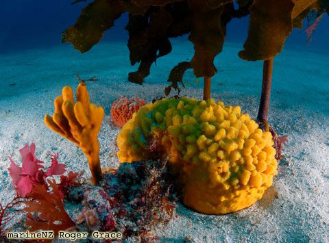 070928pk sponge kelp