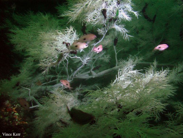 Fiordland black corals imga2140